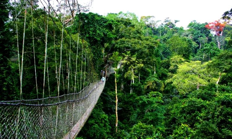 4 Days Nyungwe NATIONAL PARK